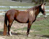 Mountain Horse mare