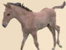 Mountain Horse foal shows the way to Home Page